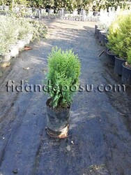 THUJA ORIENTALIS AUREA COMPACTA NANA (Altuni top mazı) - Thumbnail