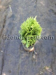 THUJA ORIENTALIS AUREA COMPACTA NANA (Altuni top mazı) - Thumbnail