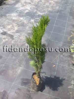 THUJA ORIENTALIS (Yeşil çit mazısı) BİTKİSİ - 