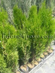 THUJA ORIENTALIS (Yeşil çit mazısı) BİTKİSİ - 2