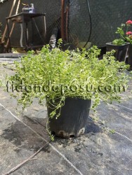 THYMUS CITRIODORUS MYSTIC LEMON (Limon kokulu kekik) BİTKİSİ - 1
