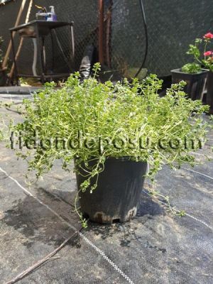 THYMUS CITRIODORUS MYSTIC LEMON (Limon kokulu kekik) BİTKİSİ - 