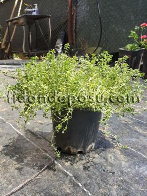  - THYMUS CITRIODORUS MYSTIC LEMON (Limon kokulu kekik) BİTKİSİ