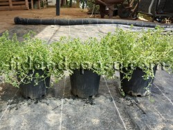 THYMUS CITRIODORUS MYSTIC LEMON (Limon kokulu kekik) BİTKİSİ - 2