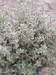 THYMUS CITRIODORUS SİLVER QUEEN (Gümüşi yapraklı kekik) BİTKİSİ - 1