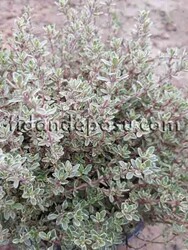  - THYMUS CITRIODORUS SİLVER QUEEN (Gümüşi yapraklı kekik) BİTKİSİ