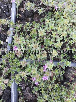 THYMUS PRAECOX'Creeping Red'(Yayla kekiği)BİTKİSİ - 