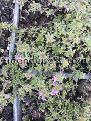  - THYMUS PRAECOX'Creeping Red'(Yayla kekiği)BİTKİSİ