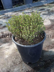 THYMUS VULGARIS 'FREDO' (Dik kekik) BİTKİSİ - 1