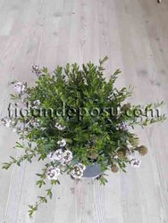 THYMUS VULGARIS (Yayılıcı kekik) BİTKİSİ - 