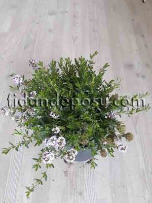 THYMUS VULGARIS (Yayılıcı kekik) BİTKİSİ - 