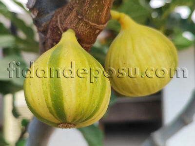 TİGER FİG ( Sarı - Yeşil ) İNCİR FİDANI - 