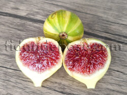 TİGER FİG ( Sarı - Yeşil ) İNCİR FİDANI - 2
