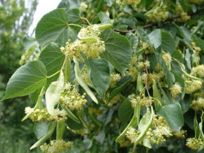 TILIA CORDATA (Küçük Yapraklı Ihlamur) - 