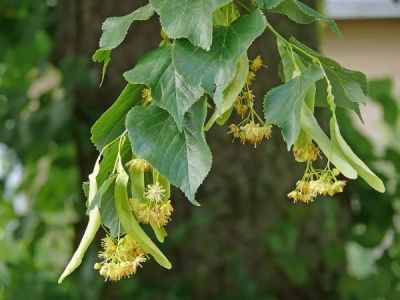  - TILIA PLATYPHYLLOS (Ihlamur) FİDANI