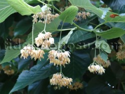 TILIA TOMENTOSA (Ihlamur) - 