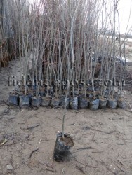 TILIA TOMENTOSA (Ihlamur) - 2