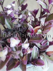 TRADESCANTIA FLUMINENSIS(Nanouk telgraf çiçeği) BİTKİSİ - Thumbnail