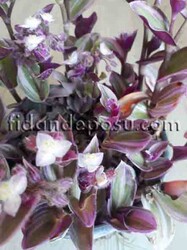 TRADESCANTIA FLUMINENSIS(Nanouk telgraf çiçeği) BİTKİSİ - 1