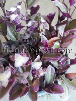 TRADESCANTIA FLUMINENSIS(Nanouk telgraf çiçeği) BİTKİSİ - 