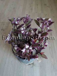 TRADESCANTIA FLUMINENSIS(Nanouk telgraf çiçeği) BİTKİSİ - Thumbnail