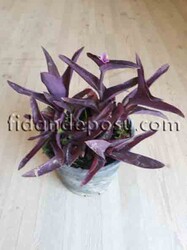 TRADESCANTIA PALLIDA PURPLE HEART(Mor telgraf çiçeği) BİTKİSİ - 1