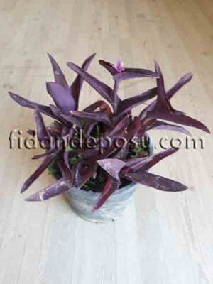  - TRADESCANTIA PALLIDA PURPLE HEART(Mor telgraf çiçeği) BİTKİSİ