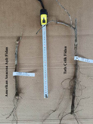 TRAKYA İLKEREN ASMA FİDANI - 2