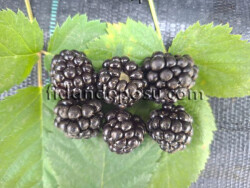 TRİPLE CROWN DİKENSİZ BÖĞÜRTLEN FİDANI - 2