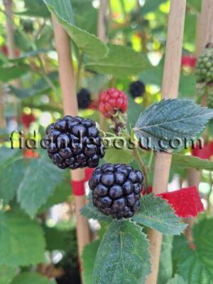 TRİPLE CROWN DİKENSİZ BÖĞÜRTLEN FİDANI - 