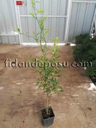 Troyer Narenciye Anacı - 
