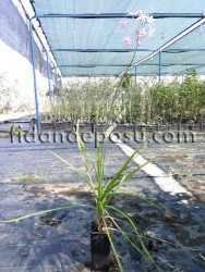 TULBAGHIA VIOLACEA (Sosyete sarımsağı,sarımsak çiçeği) - 2
