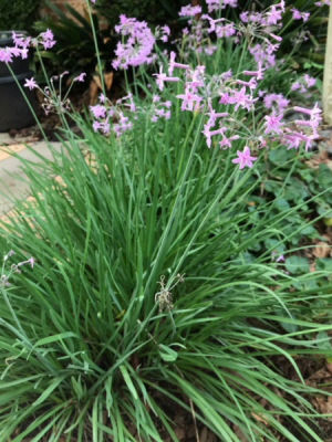 TULBAGHIA VIOLACEA (Sosyete sarımsağı,sarımsak çiçeği) - 