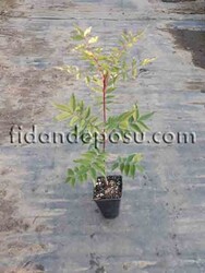 Ucb-1 Antep Fıstığı Anacı - 1