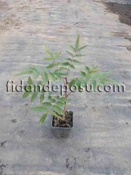 Ucb-1 Antep Fıstığı Anacı - 2