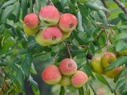 ÜVEZ (SORBUS DOMESTİCA) FİDANI - Thumbnail