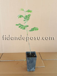 ÜVEZ (SORBUS DOMESTİCA) FİDANI - 2