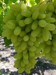 UZUN SULTANİYE ÇEKİRDEKSİZ ASMA FİDANI - 1