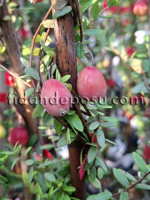 Vaccinium macrocarpon'Early Black' (TURNA YEMİŞİ (Cranberry) - 