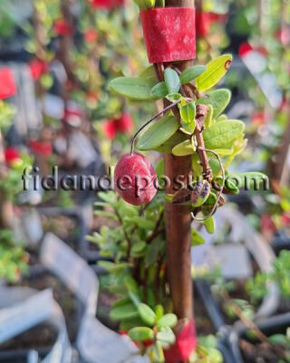 Vaccinium macrocarpon'Howes' (TURNA YEMİŞİ (Cranberry)) - 