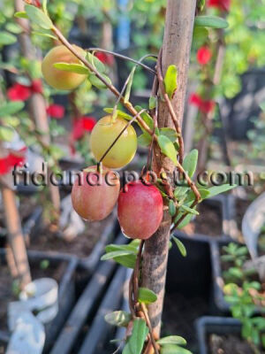 Vaccinium macrocarpon'McFarlin' (TURNA YEMİŞİ (Cranberry)) - 