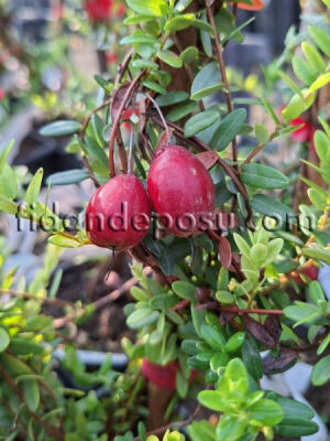 Vaccinium macrocarpon'Pilgrim' (TURNA YEMİŞİ (Cranberry)) - 