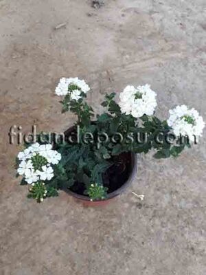  - VERBENA PERUVIANA (Yayılıcı mine çiçeği) BİTKİSİ