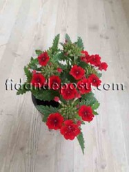 VERBENA PERUVIANA (Yayılıcı mine çiçeği) BİTKİSİ - 6