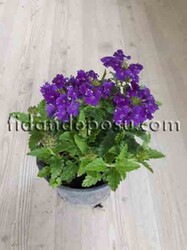 VERBENA PERUVIANA (Yayılıcı mine çiçeği) BİTKİSİ - 7