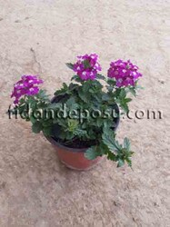 VERBENA PERUVIANA (Yayılıcı mine çiçeği) BİTKİSİ - Thumbnail