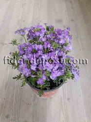 VERBENA PERUVIANA (Yayılıcı mine çiçeği) BİTKİSİ - 9