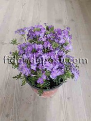 VERBENA PERUVIANA (Yayılıcı mine çiçeği) BİTKİSİ - Thumbnail