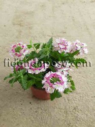 VERBENA PERUVIANA (Yayılıcı mine çiçeği) BİTKİSİ - 10