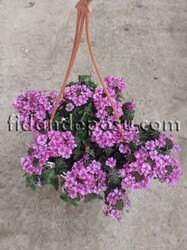 VERBENA PERUVIANA (Yayılıcı mine çiçeği) BİTKİSİ - Thumbnail